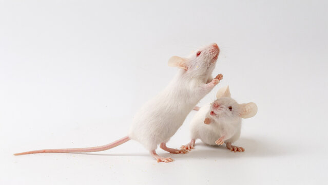 Cute white pet mouse standing and eating food, isolated on white.