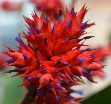 Hohenbergia is a genus of the botanical family Bromeliaceae, subfamily Bromelioideae. It is native to the West Indies, the Yucat&aacute;n Peninsula, and northern South America (Colombia, Venezuela, Brazil)