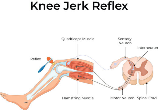 Knee-jerk reflex diagram showing spinal cord neural pathway with sensory and motor neurons.