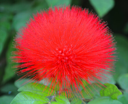 Calliandra is a genus of flowering plants in the pea family, Fabaceae in the mimosoid clade of the subfamily Caesalpinioideae. It contains about 140 species that are native to tropical and subtropical