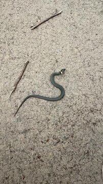Small grass snake n the road