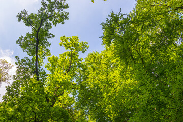 Fototapeta premium Bright green treetops against blue sky in dense spring forest, Deutschland, Augsburg, 8.5.2026