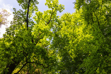 Fototapeta premium Sunlit green forest canopy with tall deciduous trees in spring, Deutschland, Augsburg, 8.5.2026