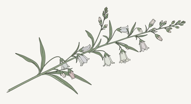 Delicate Foxglove Plant Branch with Bell-Shaped Flowers on Pale Background