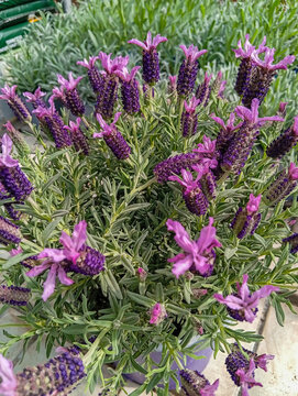 Lavender flovers in a flower shop with plants for vegetable gardens and gardens. Italy. 08.04.2026