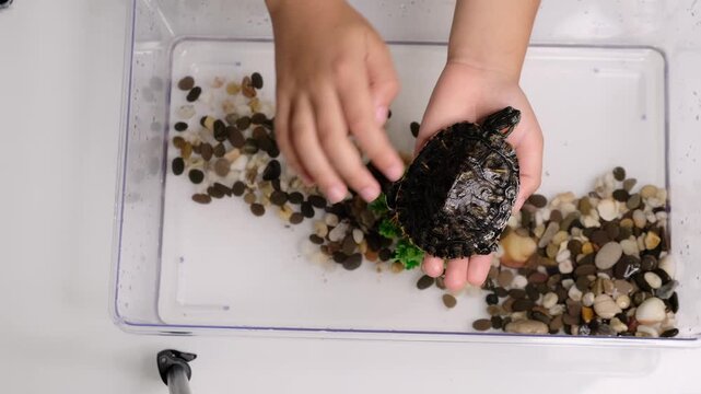 Child observing and touching a pet turtle in a clear aquarium with decorative stones. The intimate animal care moment represents responsibility, curiosity and home pet education.