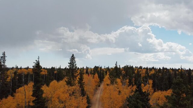 Overhead Drone View Of Forest Road On The Kaibab Plateau Fall Time With Aspen Trees 