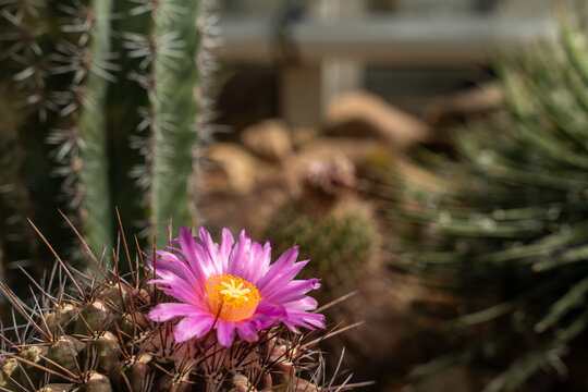 View of a blooming pink cactus flower with a yellow center at the Botanical Garden Munich-Nymphenburg surrounded by sharp spines and desert plants in Munchen, Bayern, Germany.