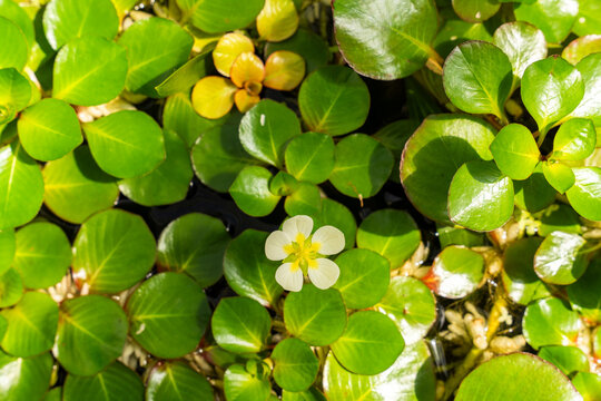 View of a white flower and green aquatic leaves floating on water at the Botanical Garden Munich-Nymphenburg in Munich, Bavaria, Germany.