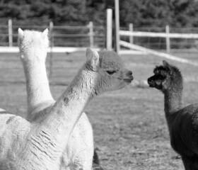 Fototapeta premium Alpaca is a domesticated species of South American camelid. It resembles a small llama in appearance.Alpacas are kept in herds that graze on the level heights of the Andes of southern Peru