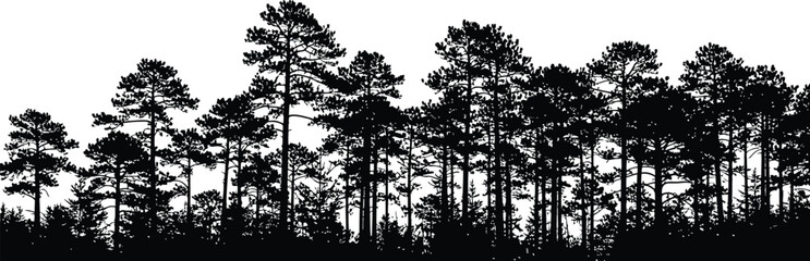 Pine tree forest silhouette against white sky natural woodland scene © Jobax