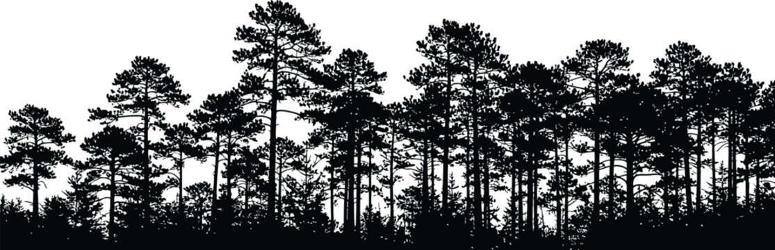 Pine tree forest silhouette against white sky natural woodland scene