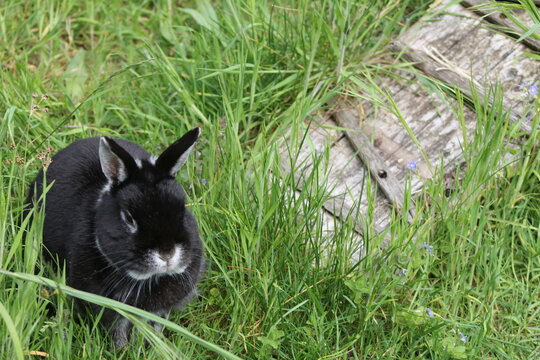 Ears