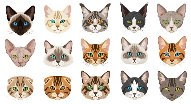 Diverse Cat Breeds Collection: Cute Feline Faces - Siamese, Bengal, Maine Coon, Sphynx