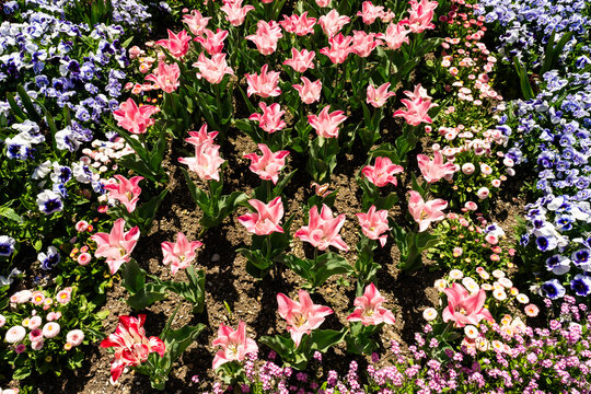 View of pink tulips and spring flowers at the Botanical Garden Munich-Nymphenburg with vibrant petals, purple pansies, and small daisies in a sunny garden bed Munich, Bavaria, Germany.
