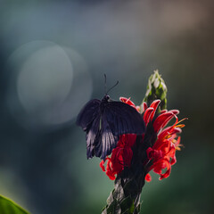 butterfly on flower © Darren