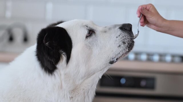 Funny white Alabai dog eating pet food from owner s spoon in modern kitchen, 4K slow motion