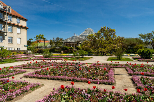 View of the Botanical Garden Munich-Nymphenburg featuring vibrant red tulips and purple flower beds in front of large glass greenhouses under a clear blue sky in Munich, Bavaria, Germany.