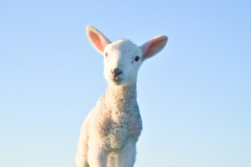 Fototapeta premium Isolated close-up portrait of a baby sheep in the evening sun on blue sky background