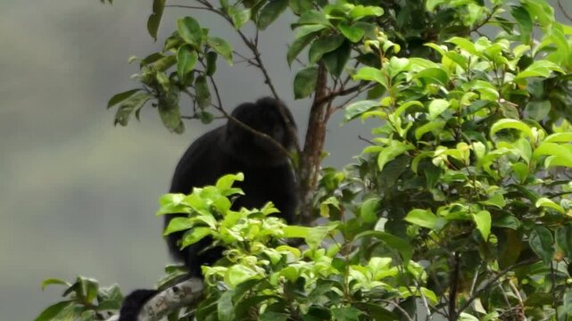 East Javan langur (Trachypithecus auratus), also known as the ebony lutung, Javan langur, Javan lutung on the tree.