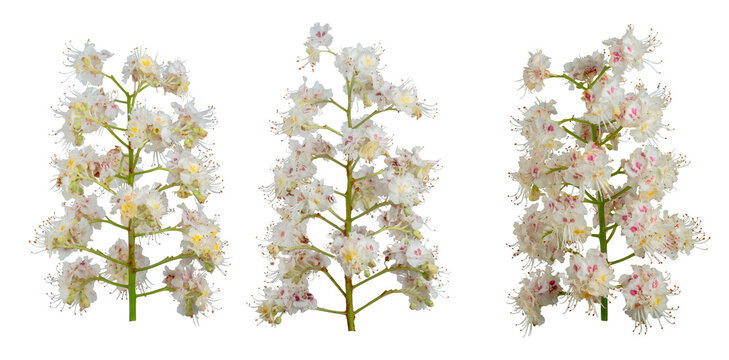 Set of three horse chestnut (Aesculus hippocastanum) flower spikes with delicate white and pink petals, isolated on a transparent background.