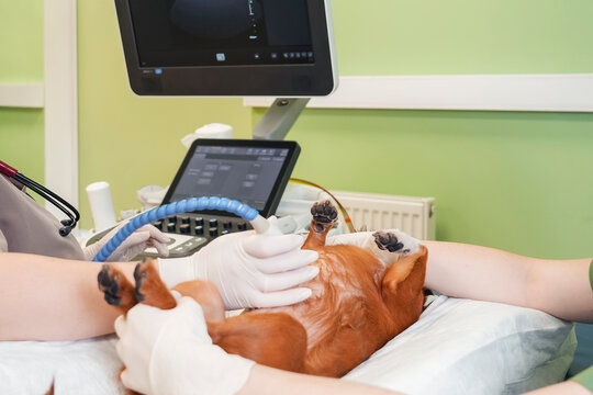 Veterinarian women performs an abdominal ultrasound on a small dog at a clinic. She uses a probe while assistants hold the pet, viewing the sonogram on a screen. Clinical setting with green walls.