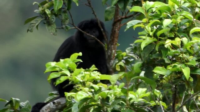 East Javan langur (Trachypithecus auratus), also known as the ebony lutung, Javan langur, Javan lutung on the tree.
