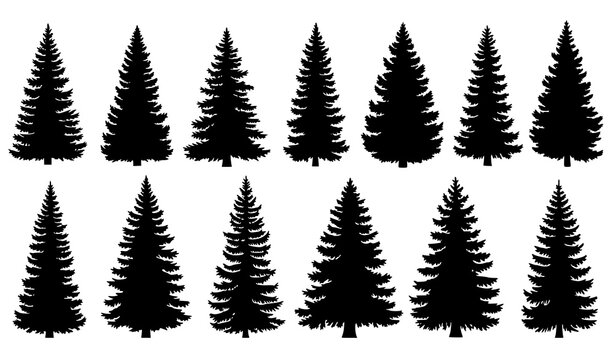 Pine and spruce tree silhouette vector set evergreen forest nature collection isolated