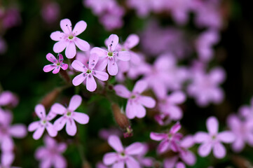 Fototapeta premium Rock Soapwort (Saponaria ocymoides)