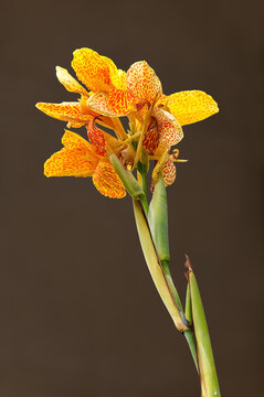 Canna Lily (Canna indica)