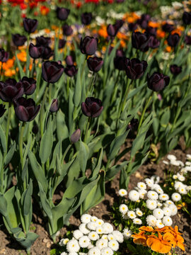 View of dark purple tulips and white daisies blooming in the Botanical Garden Munich-Nymphenburg in Munchen, Bayern, Germany.
