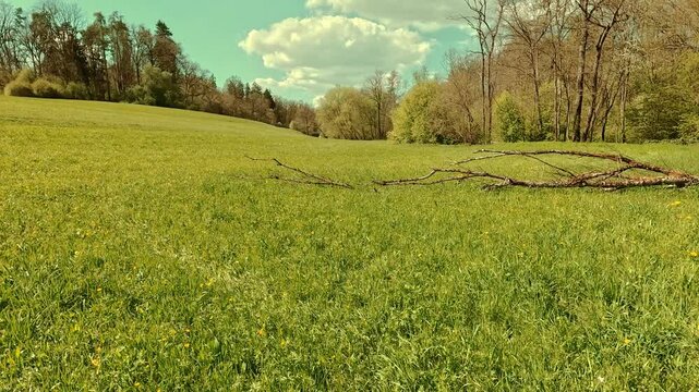 Spring on the forest meadow, fresh grass, sunny sky