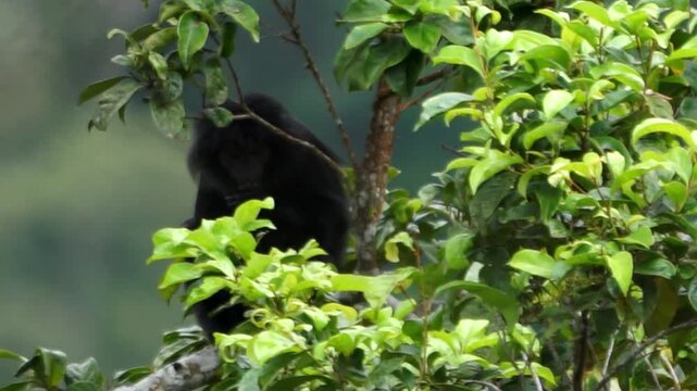 East Javan langur (Trachypithecus auratus), also known as the ebony lutung, Javan langur, Javan lutung on the tree.