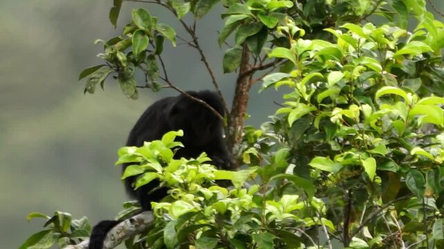 East Javan langur (Trachypithecus auratus), also known as the ebony lutung, Javan langur, Javan lutung on the tree.