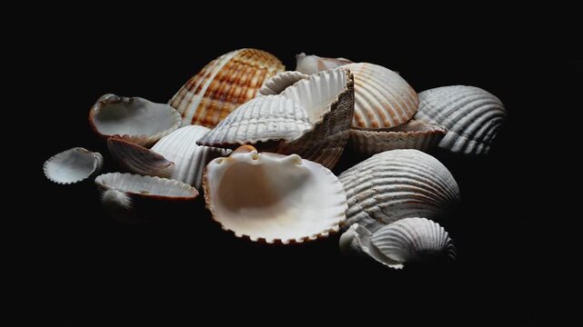 Sea Shells Rotating 360 Degrees on Black Background &ndash; Marine Nature Object Showcase Video