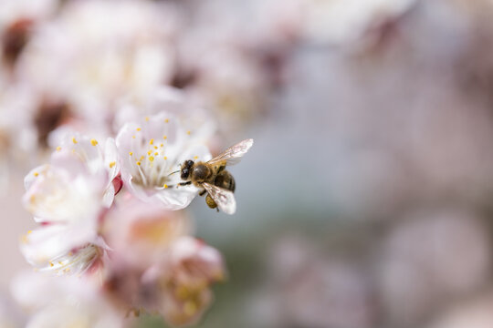 Honey Bee Collecting Pollen from Apricot Blossom on a Sunny Spring Day