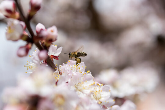 Flying Honey Bee Near Blooming Apricot Flower