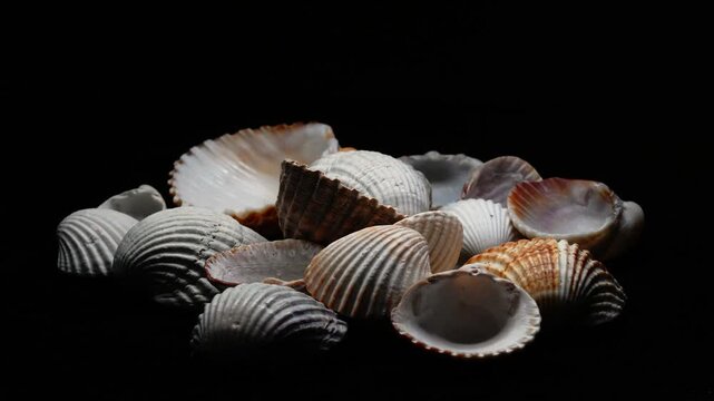 Sea Shells Rotating 360 Degrees on Black Background &ndash; Marine Nature Object Showcase Video