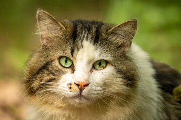ritratto di gatto randagio ripreso in un bosco simile ad gatto di razza siberiana © Monica Viora