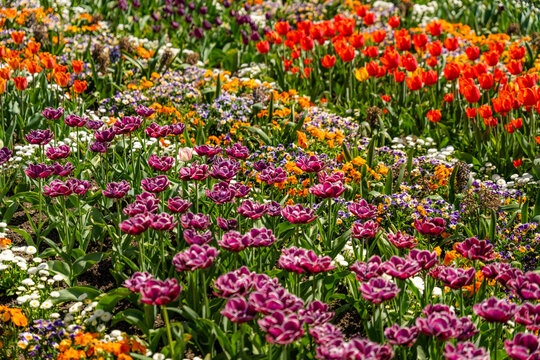 View of the Botanical Garden Munich-Nymphenburg featuring vibrant purple and orange tulips blooming in a lush flower bed under bright sunlight Munchen, Bayern, Germany.