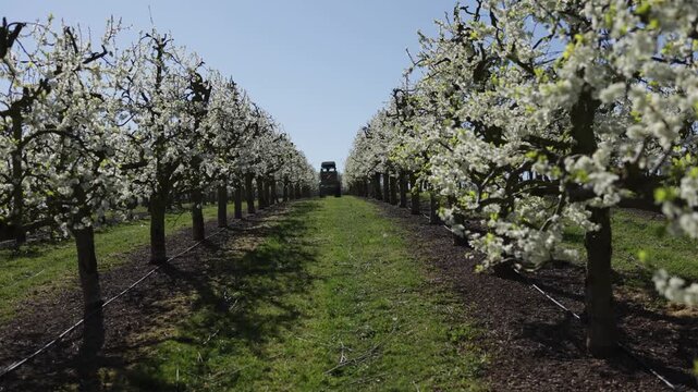 Blooming Plum Tree Orchard in Spring with Tractor Between Rows