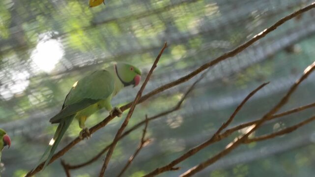 green indian parrot
