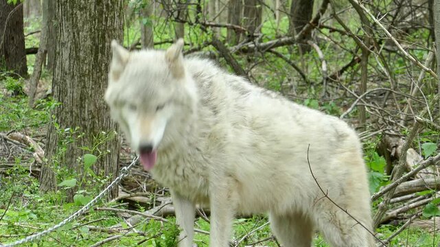 Rescued white wolf yawns showing large teeth then walks away