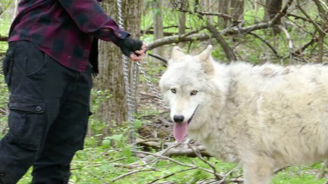 Wildlife rescue worker handles large white wolf on metal chain