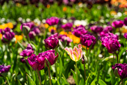 View of vibrant purple and pink tulips blooming in the Botanical Garden Munich-Nymphenburg under bright spring sunlight Munich, Bayern, Germany.