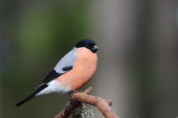 Fototapeta premium Bullfinch