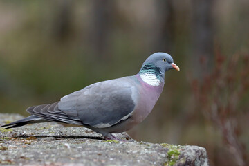 Fototapeta premium Wood pigeon