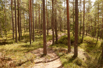 Obraz premium Forest