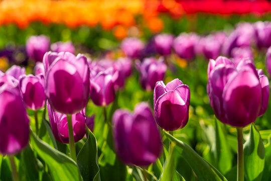 View of vibrant purple tulips blooming in the Botanical Garden Munich-Nymphenburg with blurred orange and red flowers in the background under bright sunlight in Munich, Bavaria, Germany.