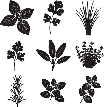 Collection of black herb and plant silhouettes